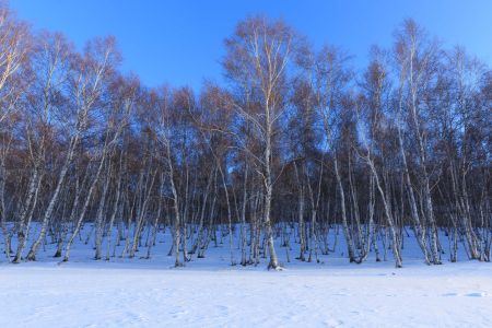 植物,自然风光,白桦树,桦木科,白桦,桦树林,冰雪