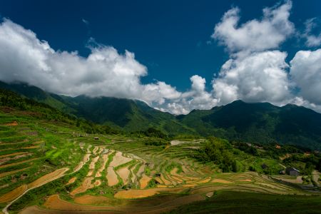 植物,成片种植,自然风光,森林,天空,全景,航拍,草原,白云