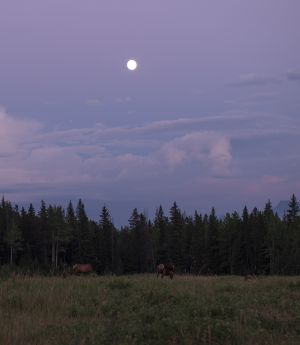 天空,自然风光,森林,月亮,草原,动物,马