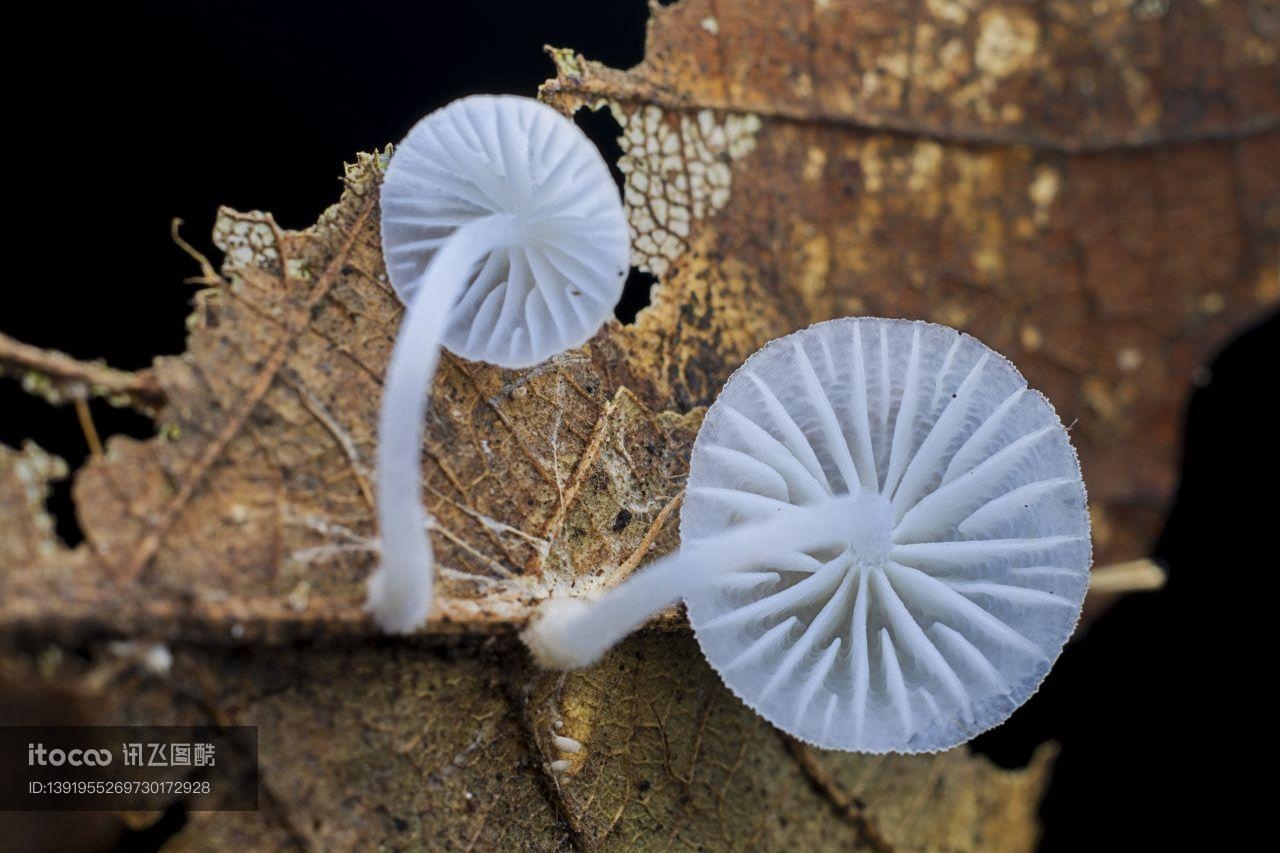 特写,生物,蘑菇（块菌）