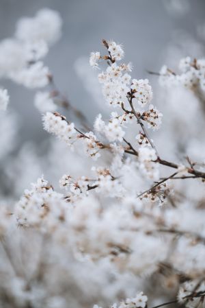 特写,生物,植物,花,树木