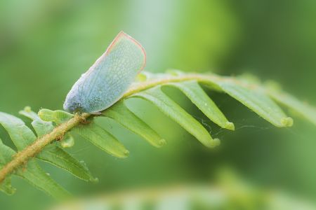 昆虫,节肢动物,动物,生物,特写,微距,昆虫类