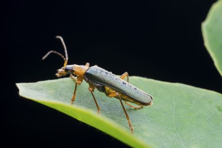 特写,黑色背景,生物,动物,昆虫,植物,树叶