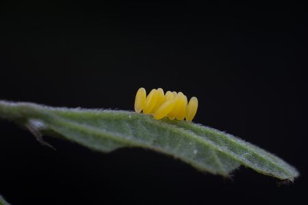 特写,青草,花,自然,户外,虫卵,生物,植物,树叶,动物,昆虫,环境,季节