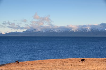 自然风光,湖泊,马,雪山,白云