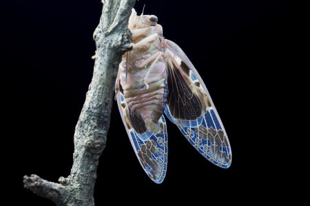 昆虫,节肢动物,动物,特写,微距,生物,昆虫类