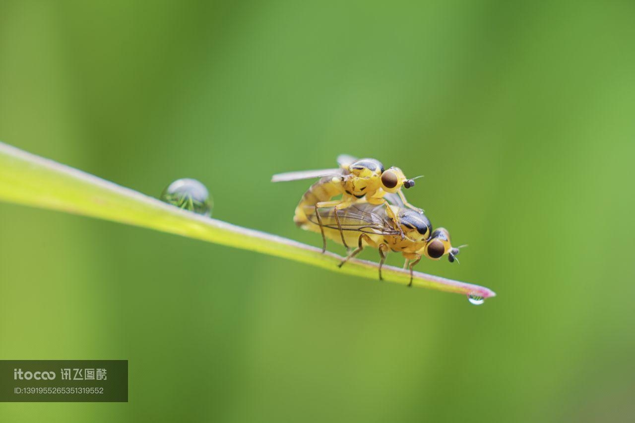 昆虫,节肢动物,生物