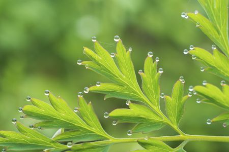 生物,树叶,青草,特写,自然,户外,植物,环境,田园风光