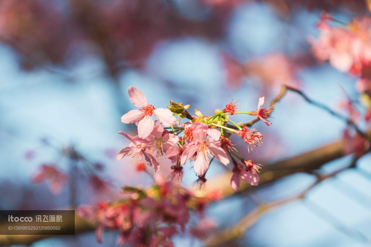 樱花盛开,福建龙岩樱花,自然美