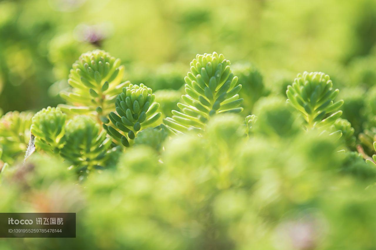 特写,生物,植物