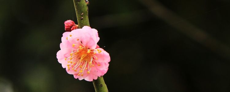 植物,红梅花,红梅,梅花,商品,花卉