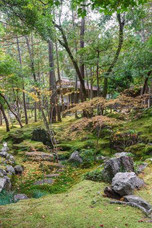 自然风光,景点,枫叶,自然公园,国外,古典园林,植物,植物园,生态林,树,京都