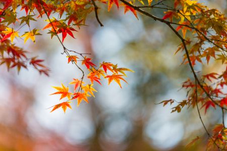 秋天,树木,树叶,枫叶,其它,山峦,特写,生物,植物,峡谷,红枫叶