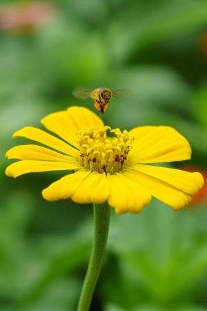花,花卉,植物,自然风光,特写