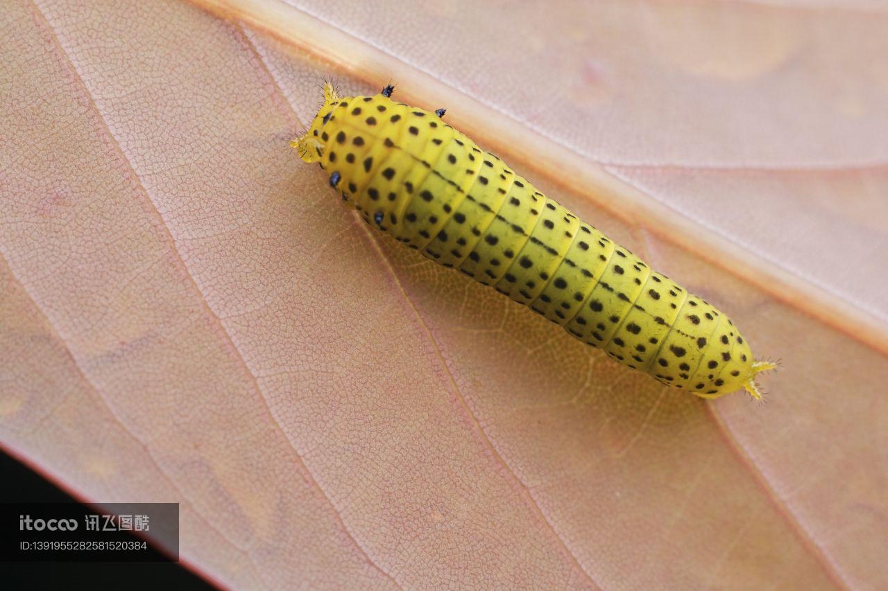 生物,昆虫,蛾