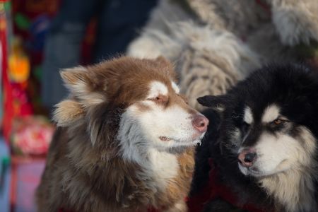 生物,阿拉斯加犬,狗,哺乳动物,特写