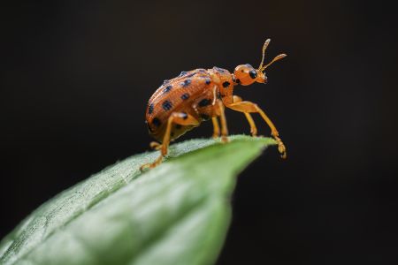 特写,黑色背景,生物,动物,昆虫,植物,树叶