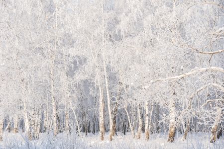 俄罗斯,冰雪,自然风光,雪山,雪,植物,国外,桦木科,白桦,树