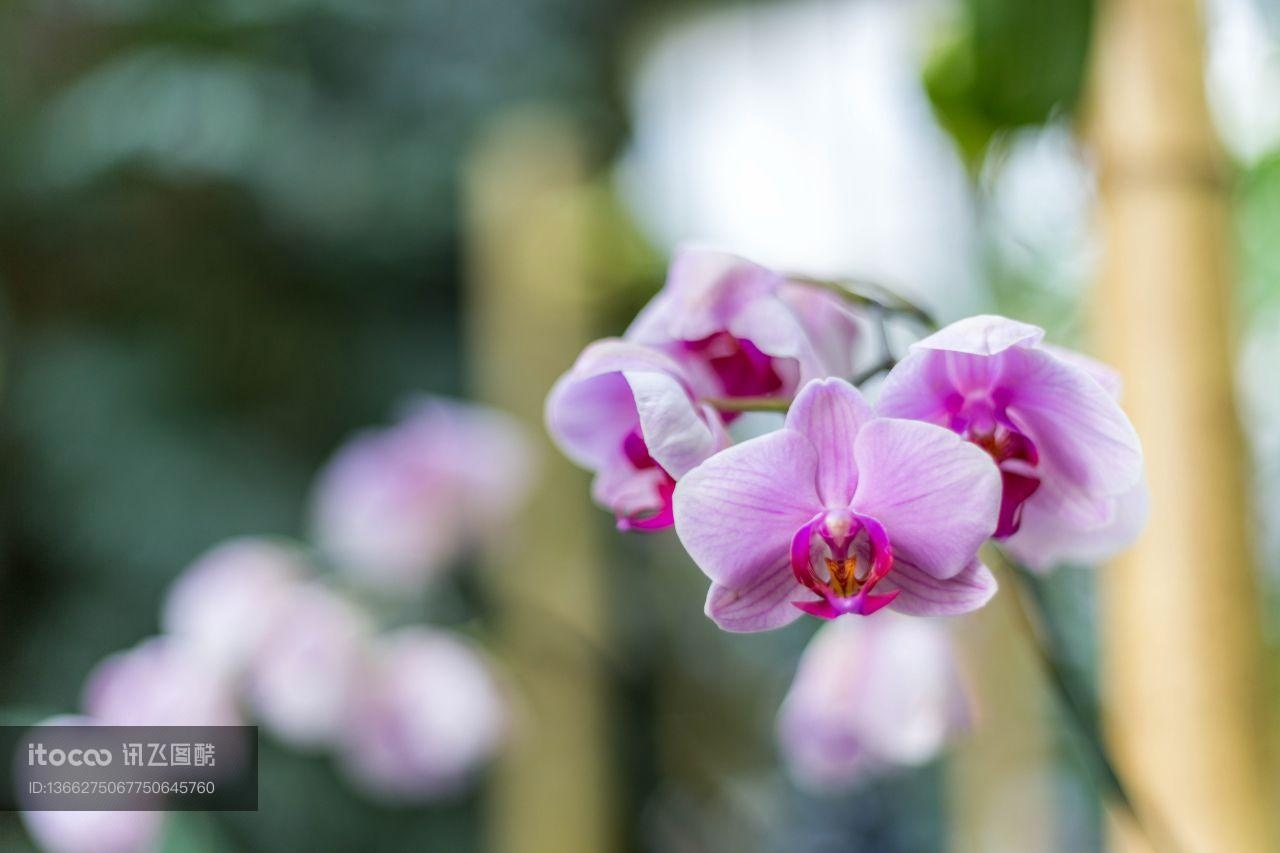 花,特写,生物