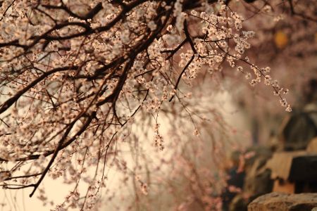 自然风光,花,颐和园,植物,树木,中国,北京