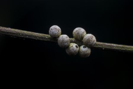特写,虫卵,黑色背景,生物,动物,昆虫,植物,树枝