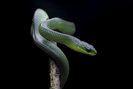 生物,蛇,特写,动物,自然,户外,田园风光,植物,爬行动物,树木,环境