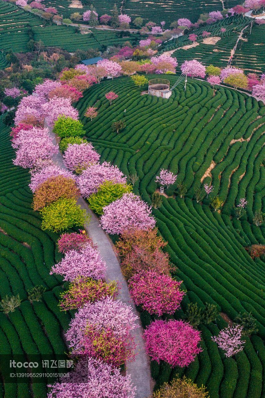 福建龙岩永福樱花园,福建,航拍