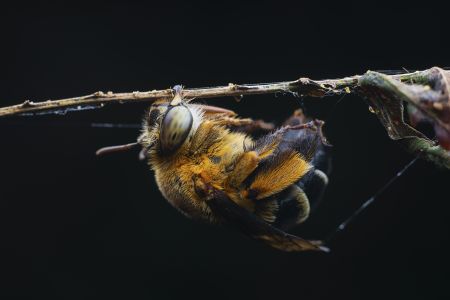 特写,黑色背景,生物,动物,昆虫
