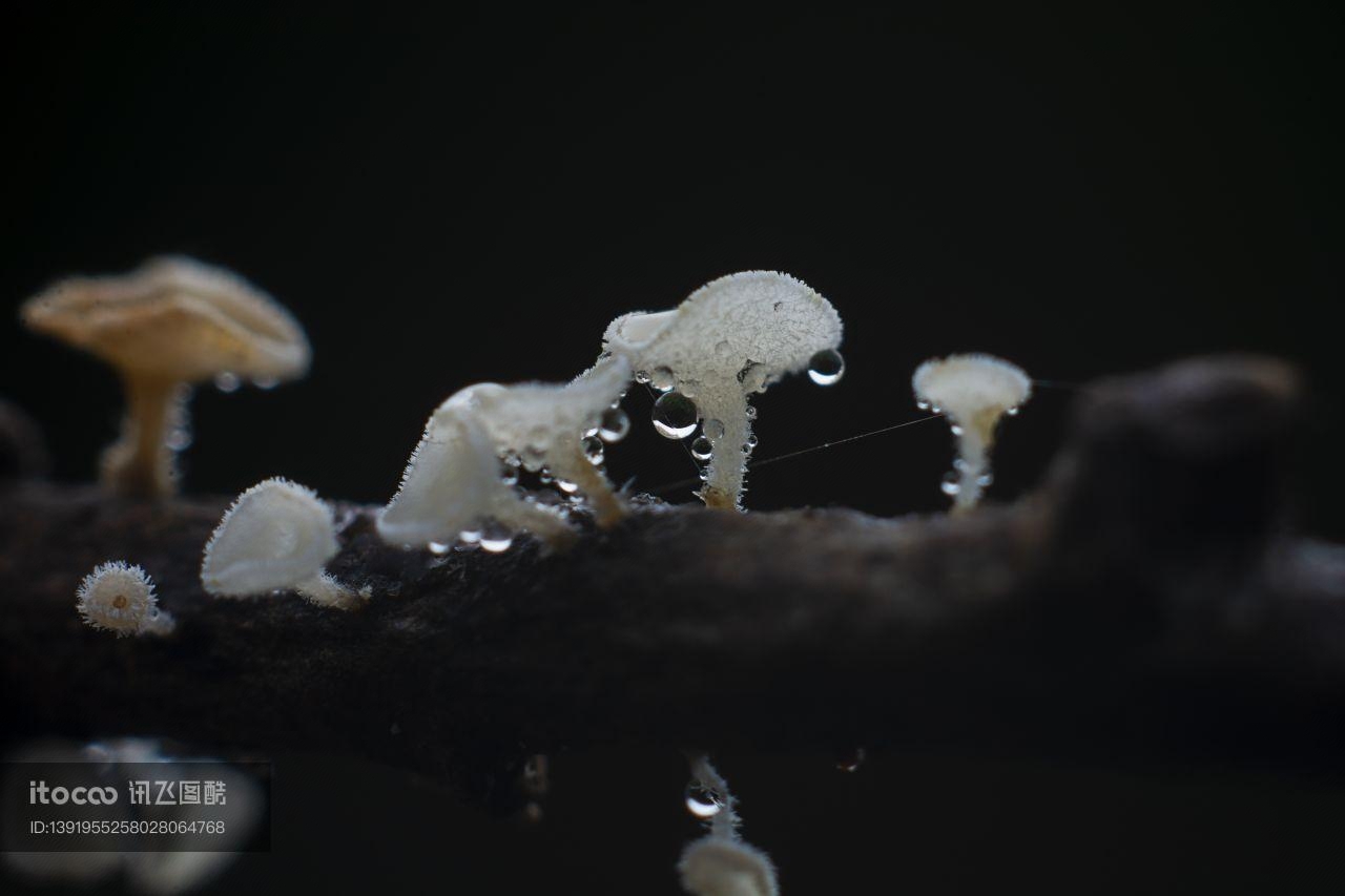 蘑菇（块菌）,真菌,蘑菇