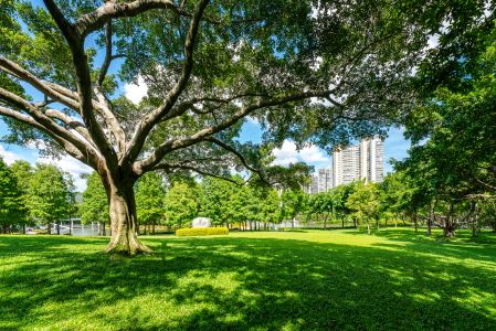 植物,树木,自然风光,青草,建筑