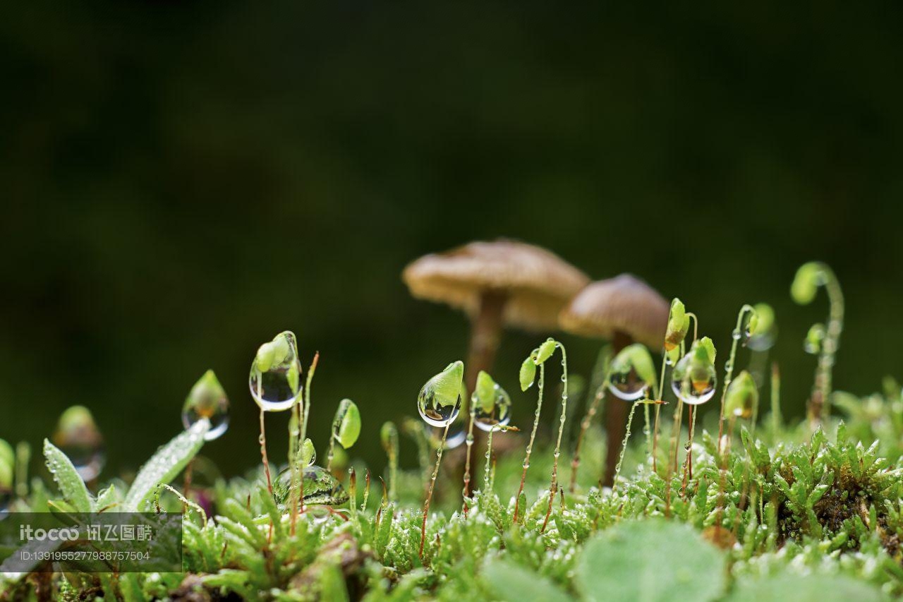 蘑菇（块菌）,青草,户外