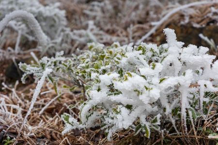 冬天,植物,冰雪,树枝,自然风光