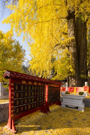 植物,树木,秋天,生物,潭柘寺,自然风光,中国,北京