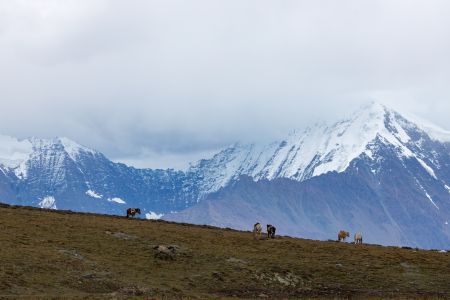 雪山,自然风光,草原,中国,四川,川西,全景,植物,青草,动物,马