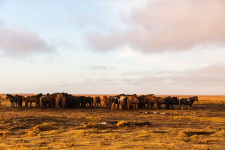 自然风光,草原,国外,生物,天空,白云,马,冰岛