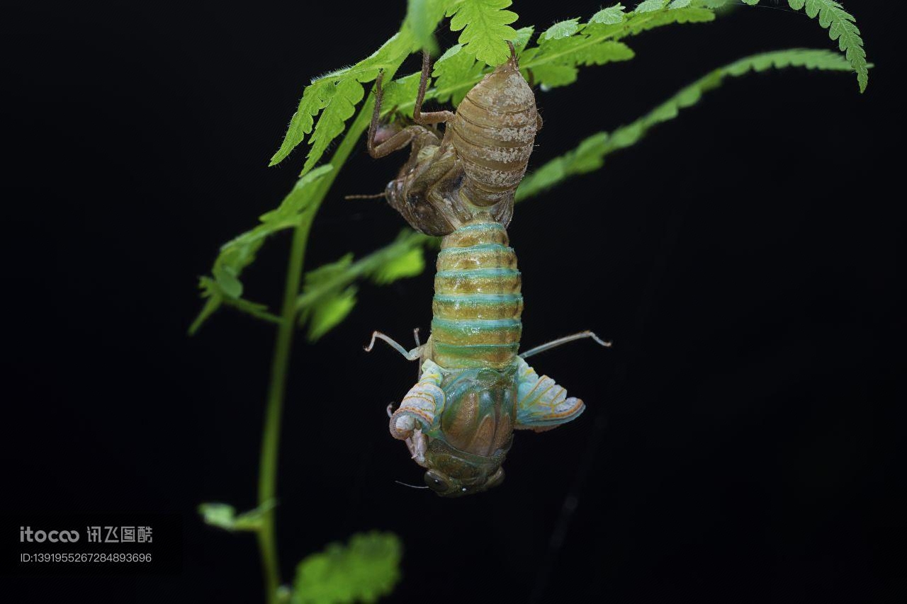 特写,生物,动物