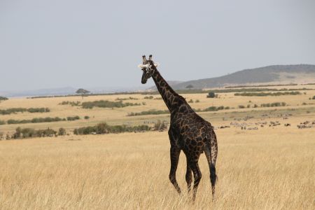 生物,动物,哺乳动物,长颈鹿,安哥拉长颈鹿,草原,全景,肯尼亚,国外,植物,青草
