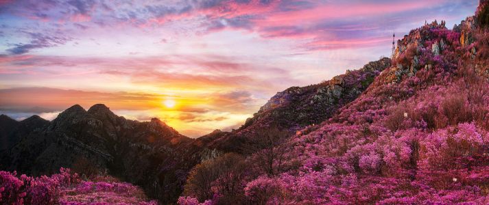 自然风光,全景,植物,日出,日落,花,山川,天空,树木
