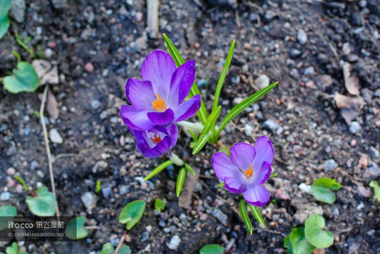 花,青草,特写