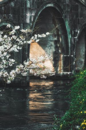 建筑,历史古迹,城镇,湖泊,桥,植物,树木