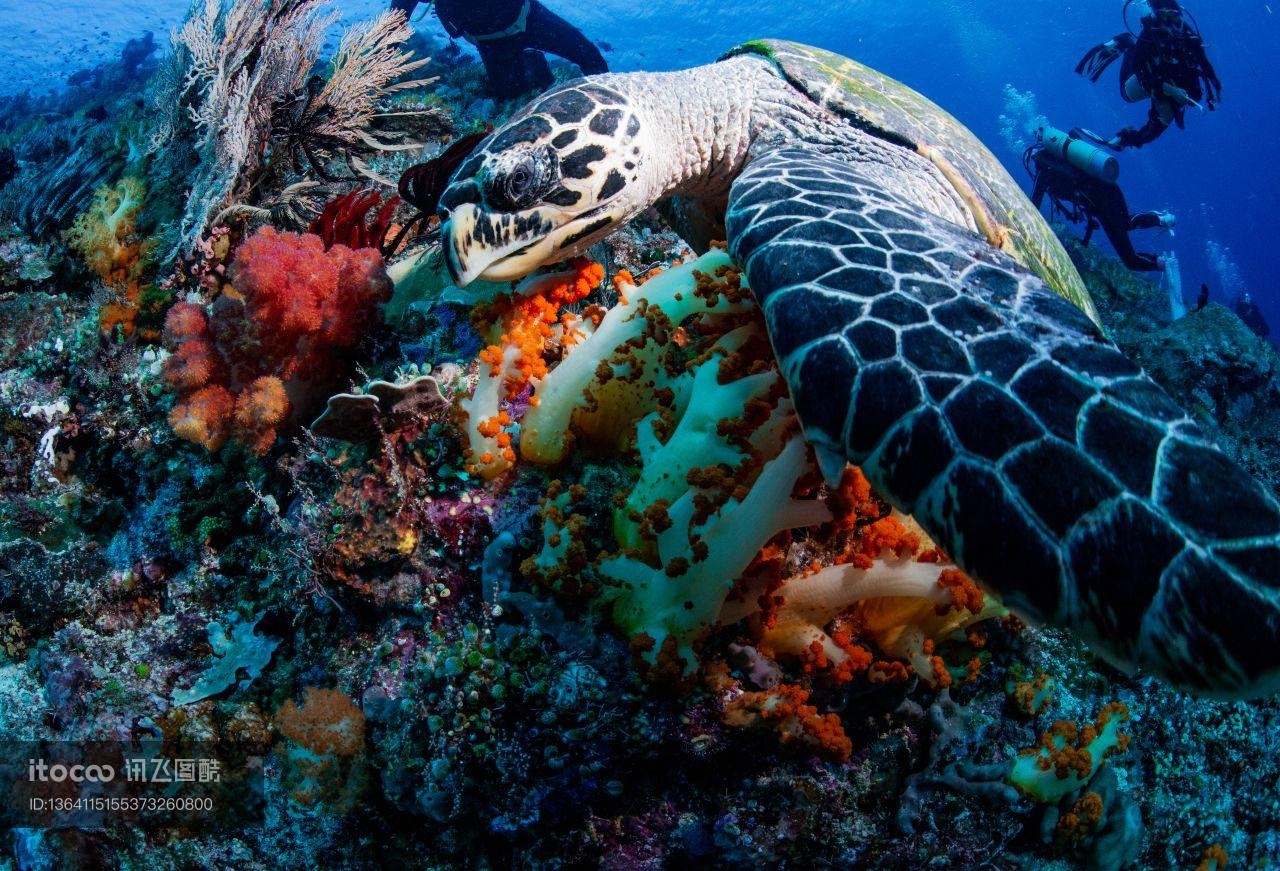 海洋生物,自然风光,生物