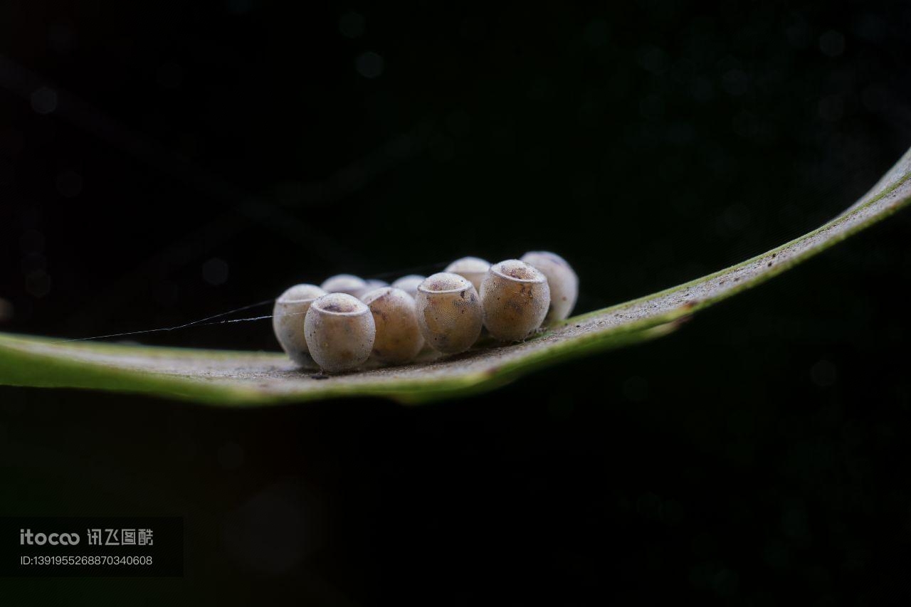 虫卵,昆虫,动物