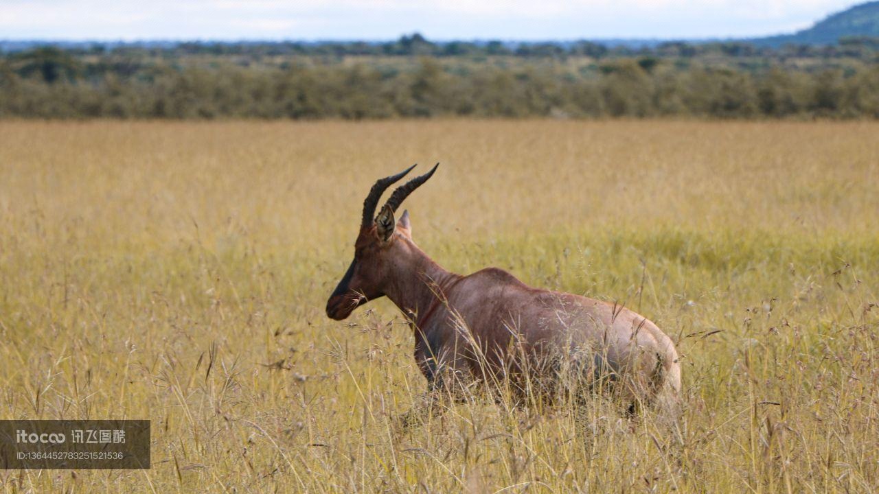 动物,哺乳类,南非大羚羊