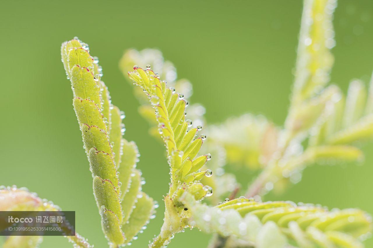 含羞草,露珠,植物