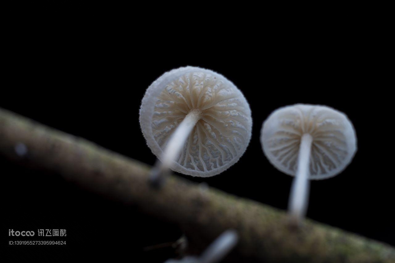 树木,蘑菇（块菌）,特写