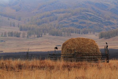 新疆,自然风光,草原,山川