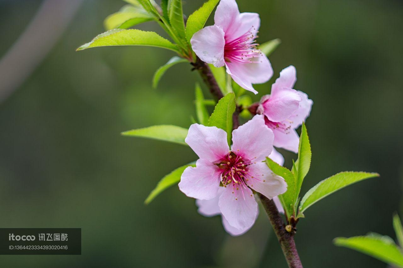 花,植物,桃花盛开