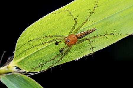 昆虫,节肢动物,虫子,动物,生物,特写