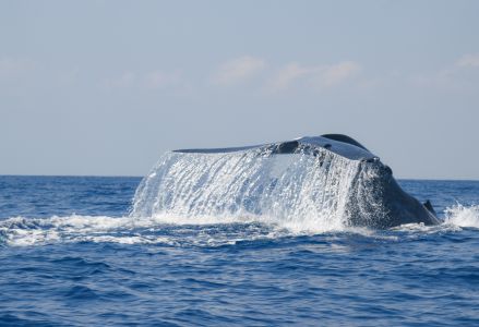 蓝鲸尾鳍,海洋生物,动物,哺乳动物