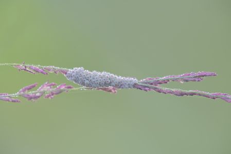 特写,虫卵,生物,动物,植物